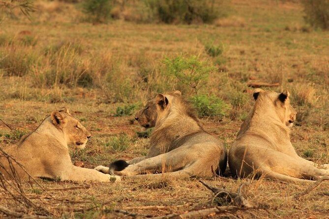 Kruger National Park Sunrise Half-Day Safari Tour - What Travelers Say