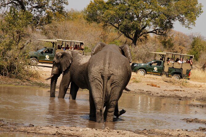 Kruger National Park sunrise Morning Private safari - The Bottom Line: Is It Worth It?