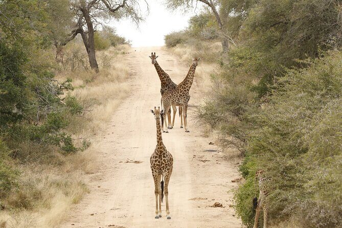 Kruger National Park sunrise Morning Private safari - FAQs