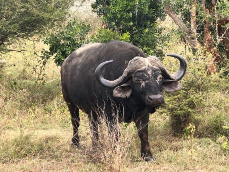 Kruger National Park, - In-Depth Look at the Tour Experience