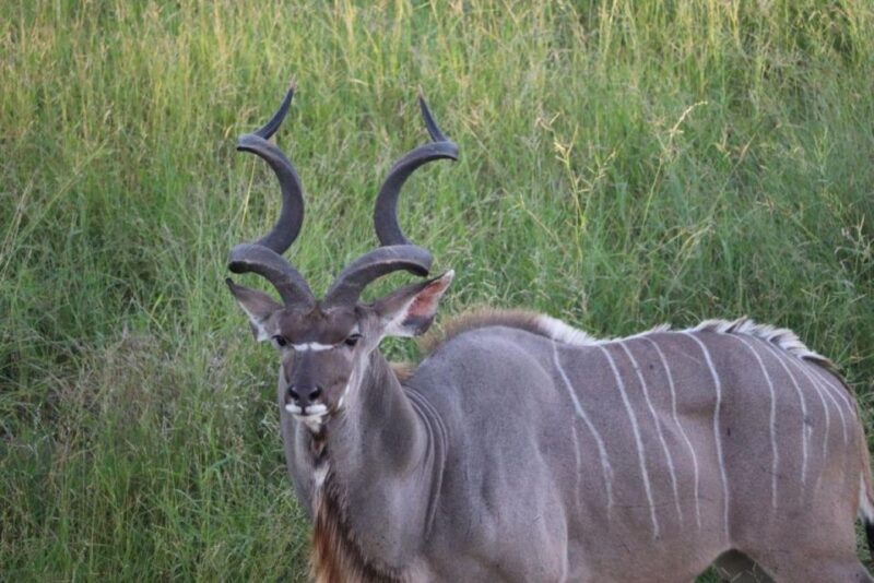 Kruger National Park, - Final Thoughts: Is It Worth It?