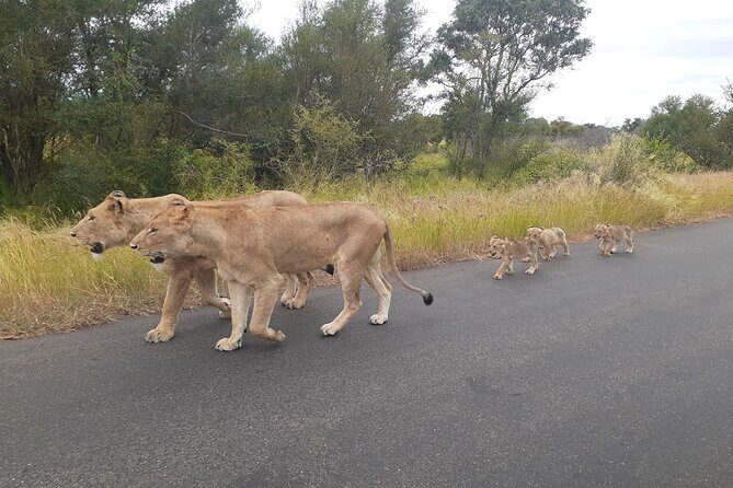 Kruger national park tour 4-days/3nights(Open safari truck) - Key Points