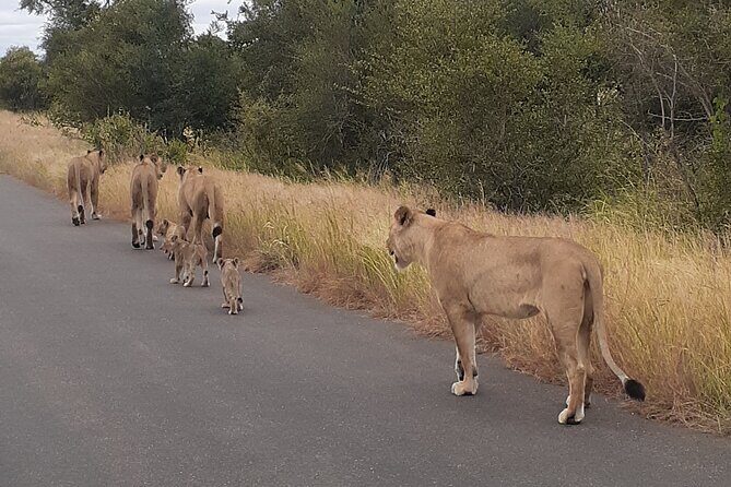 Kruger national park tour 4-days/3nights(Open safari truck) - The Experience: What You Can Expect on this Kruger Safari