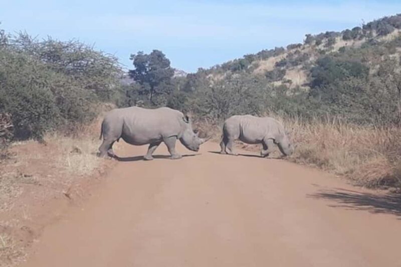 Kruger national park tour 4day-3nights (open safari vehicle) - Key Points
