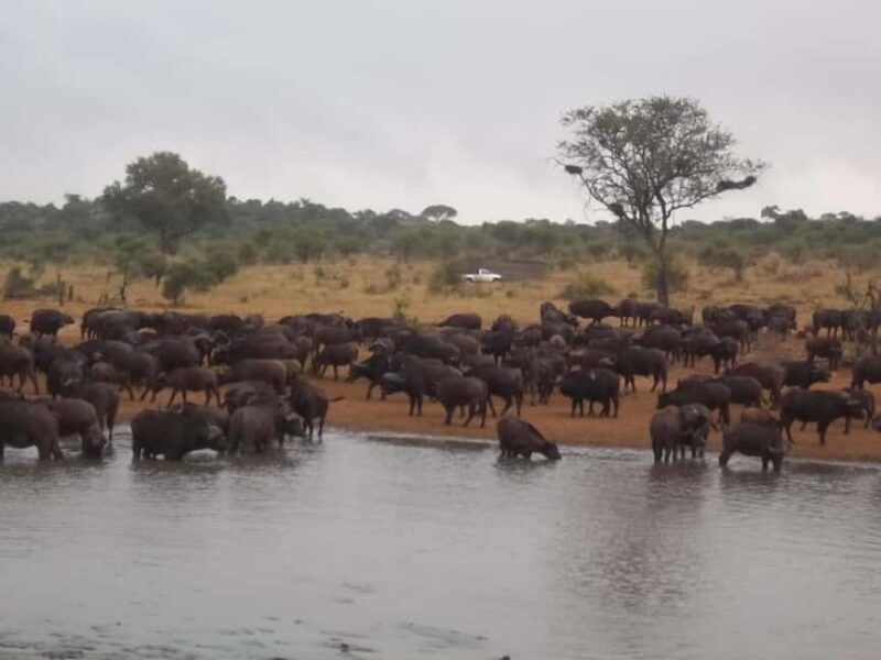 Kruger national park tour 4day-3nights (open safari vehicle) - The Itinerary in Detail: What to Expect from Each Day