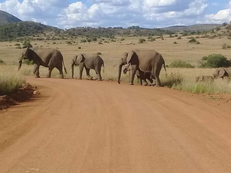 Kruger national park tour 4day-3nights (open safari vehicle) - Practical Aspects and Value