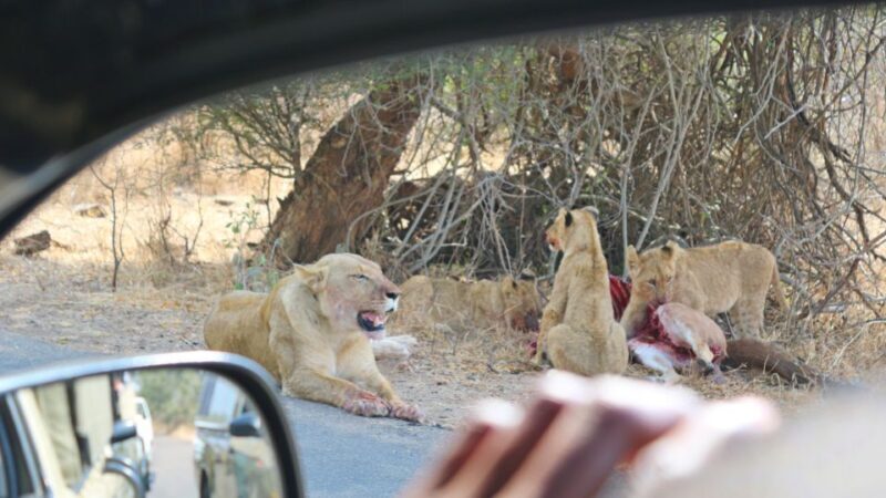 Kruger National Park: Village Tour & Halfday Kruger Safari - Key Points
