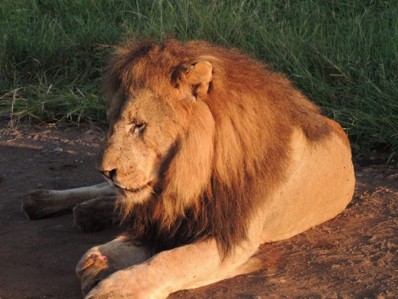 Kruger National Park: Wildlife-Watching Safari - An In-Depth Look at the Safari Experience