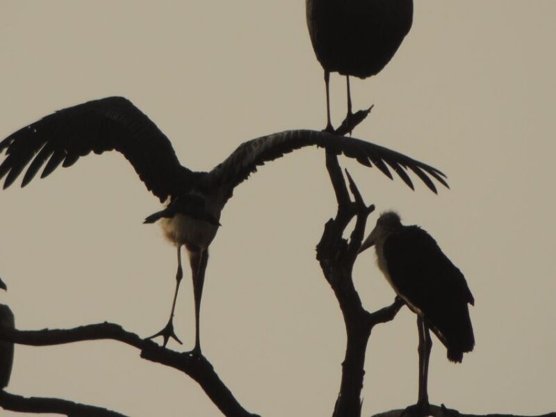 Kruger National Park: Wildlife-Watching Safari - Practical Tips for Travelers