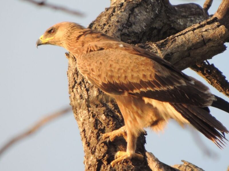 Kruger National Park: Wildlife-Watching Safari - Who Is This Tour Best Suited For?