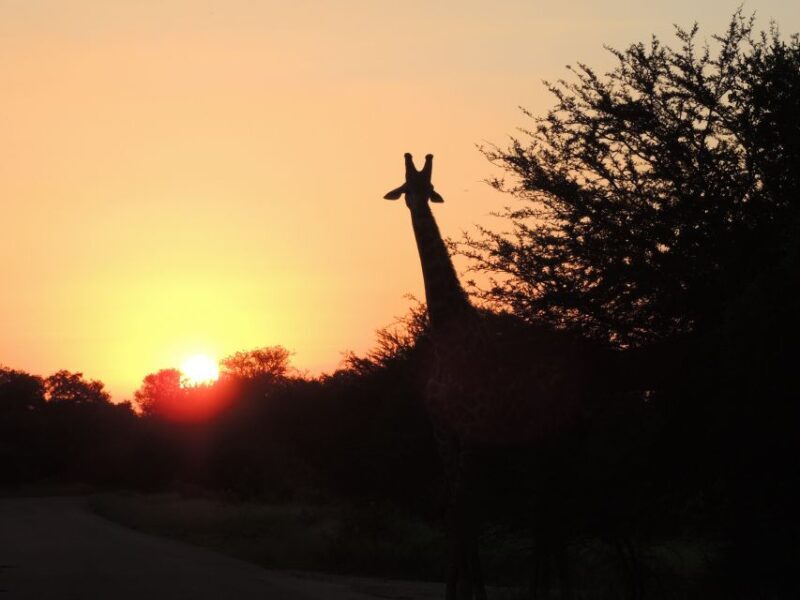 Kruger National Park: Wildlife-Watching Safari - Final Words
