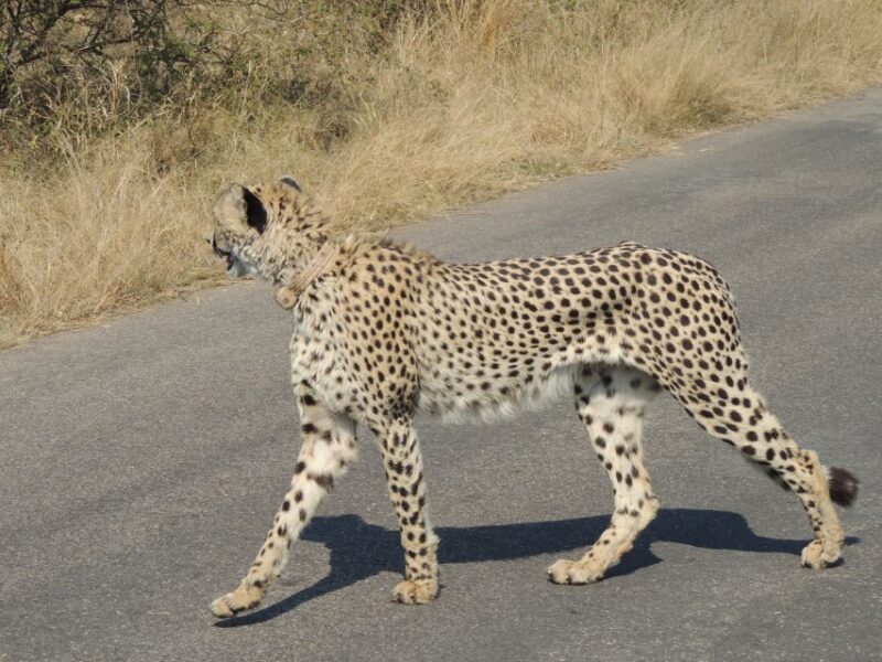 Kruger National Park: Wildlife-Watching Safari - FAQ