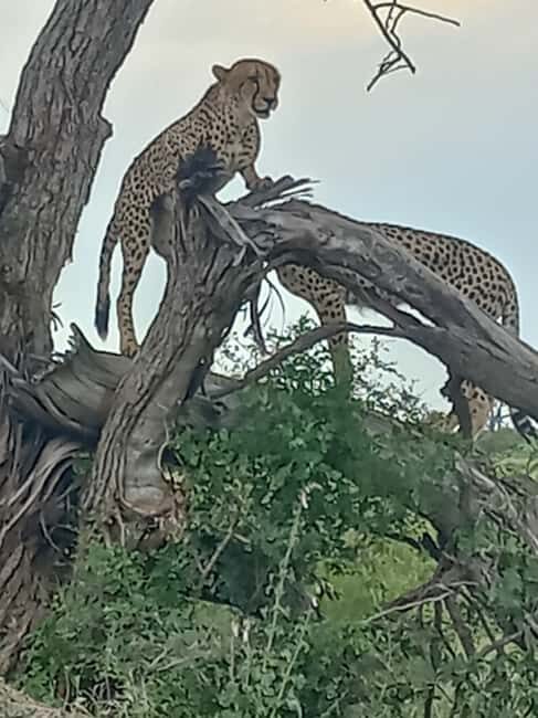 Kruger Overnight Tour: 2 days in an Open Safari Vehicle. - The Itinerary in Detail