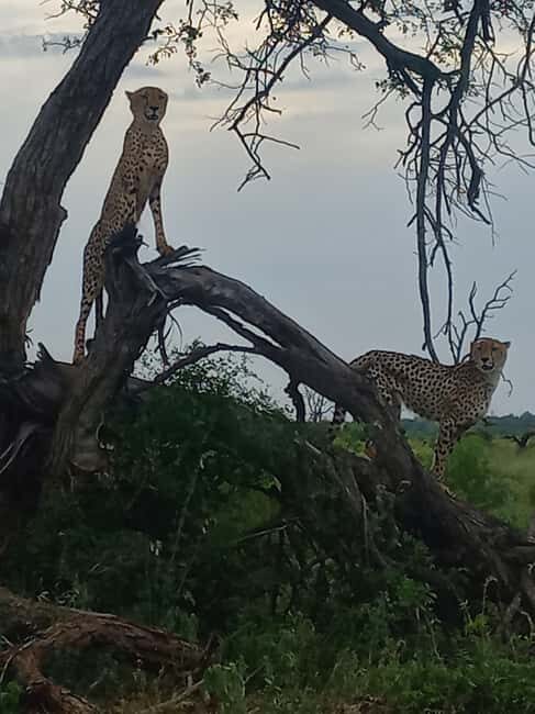 Kruger Overnight Tour: 2 days in an Open Safari Vehicle. - Who Will Love This Tour?