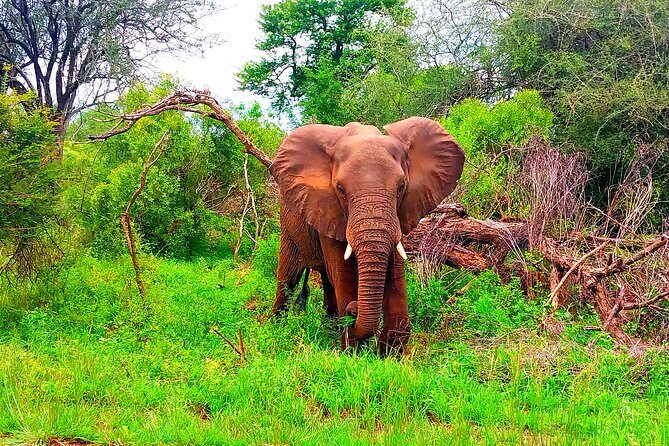 Kruger Park Full Day Guided Safari - Introduction