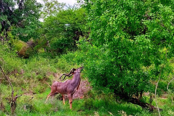 Kruger Park Full Day Guided Safari - What’s Included and Not