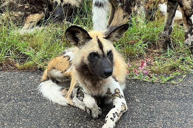 Kruger Park Full Day Guided Safari - The Guide and Group Size