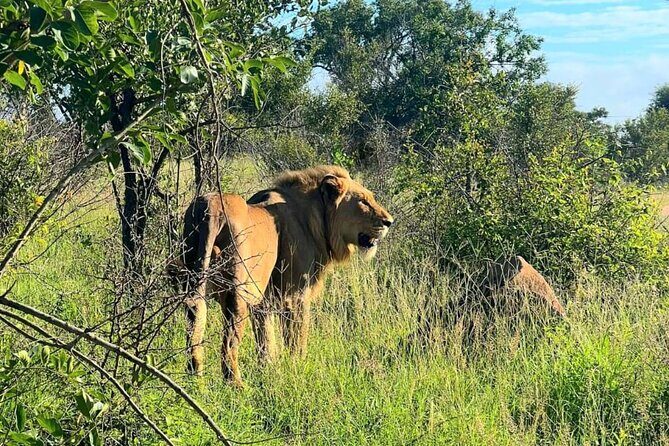 Kruger Park Full Day Guided Safari - What Travelers Say