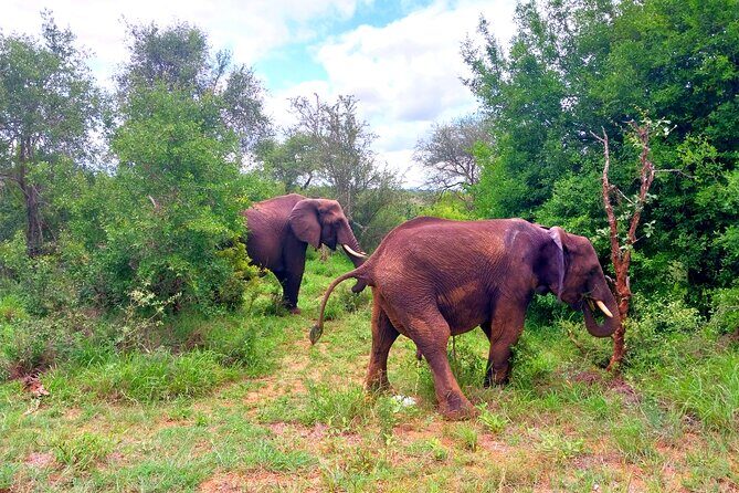 Kruger Park Full Day Guided Safari - Practical Tips for Travelers