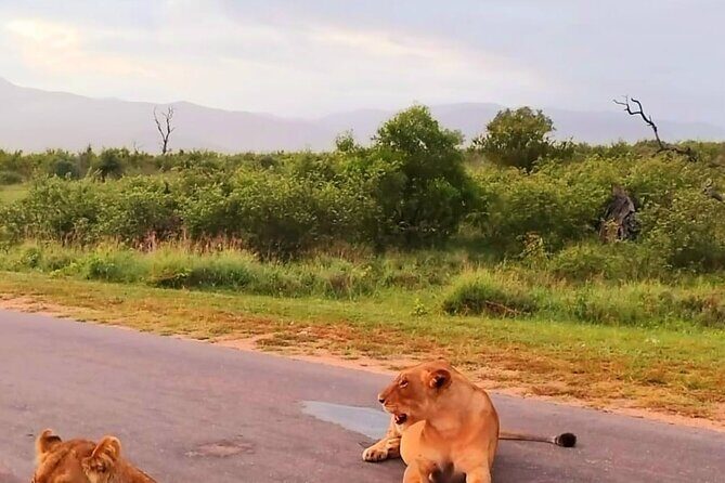 Kruger Park Full Day Guided Safari - The Sum Up