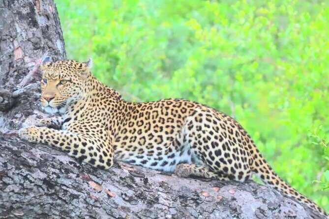 Kruger Park Full Day Guided Safari - FAQ