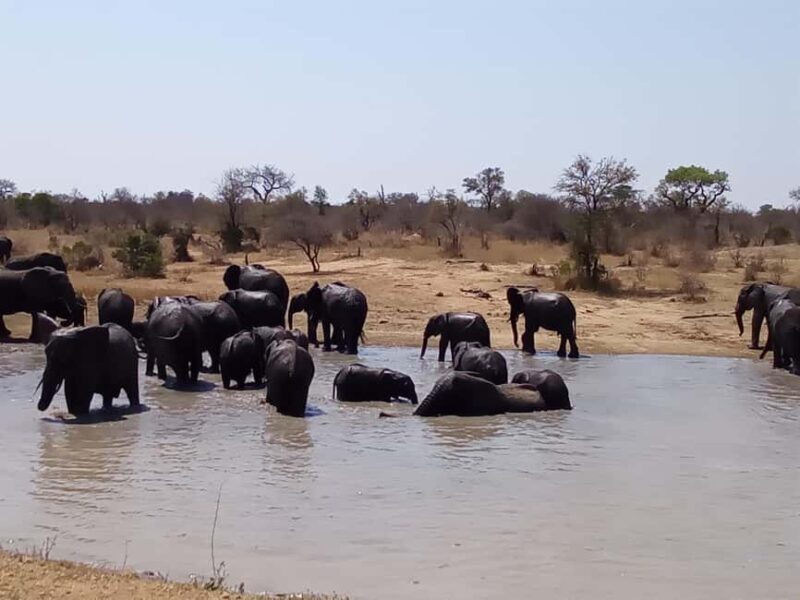 Kruger Park Full Day Guided Safari - What’s Included and What’s Not?