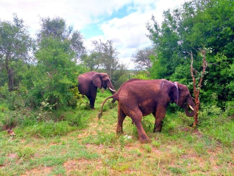 Kruger Park Full Day Guided Safari - The Value and Who Should Consider This Tour