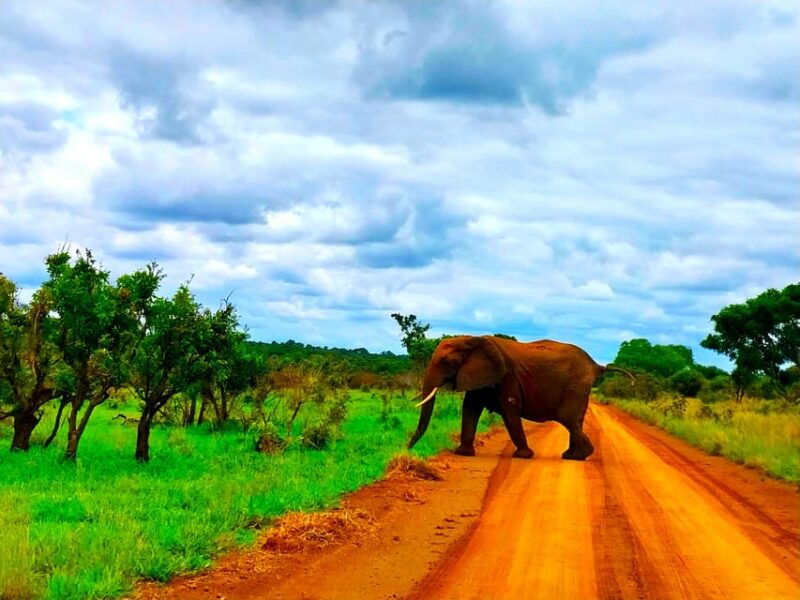 kruger-park-full-day-guided-safari