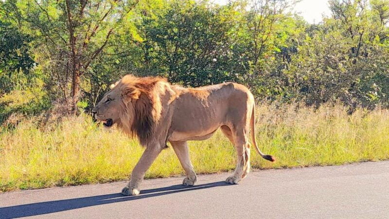 kruger-park-full-day-guided-safari