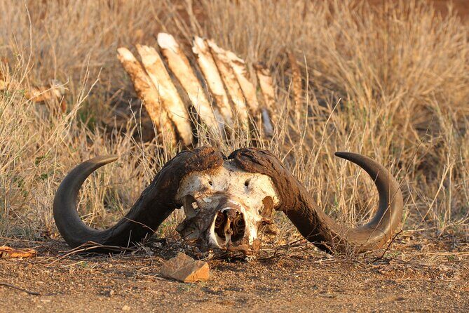 Kruger Park - Full day - Private safari vehicle - Key Points