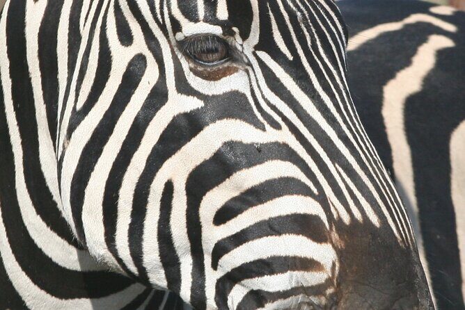Kruger Park - Full day - Private safari vehicle - What to Expect from the Full-Day Kruger Safari