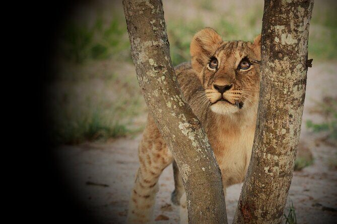 Kruger Park - Full day - Private safari vehicle - Frequently Asked Questions