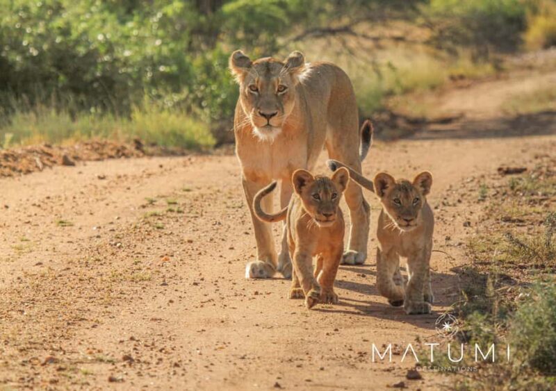 Kruger Park Full Day Safari - Key Points