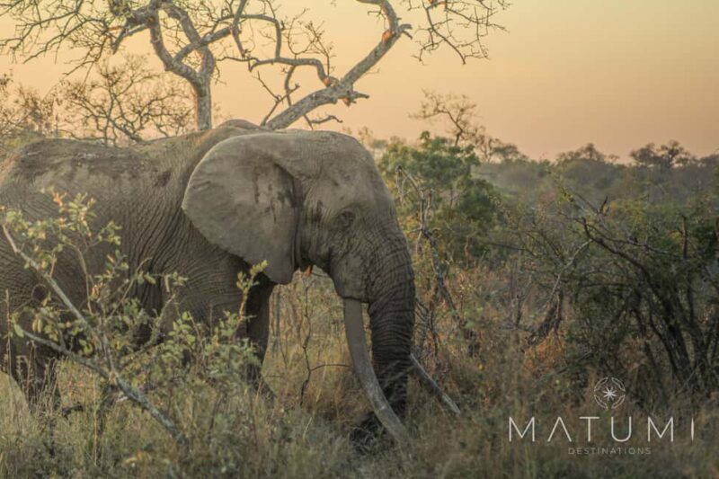 Kruger Park Full Day Safari - Whats Included and Whats Not