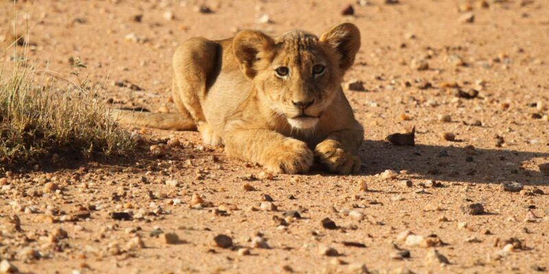 Kruger Park Full Day Safari - Why This Tour Stands Out