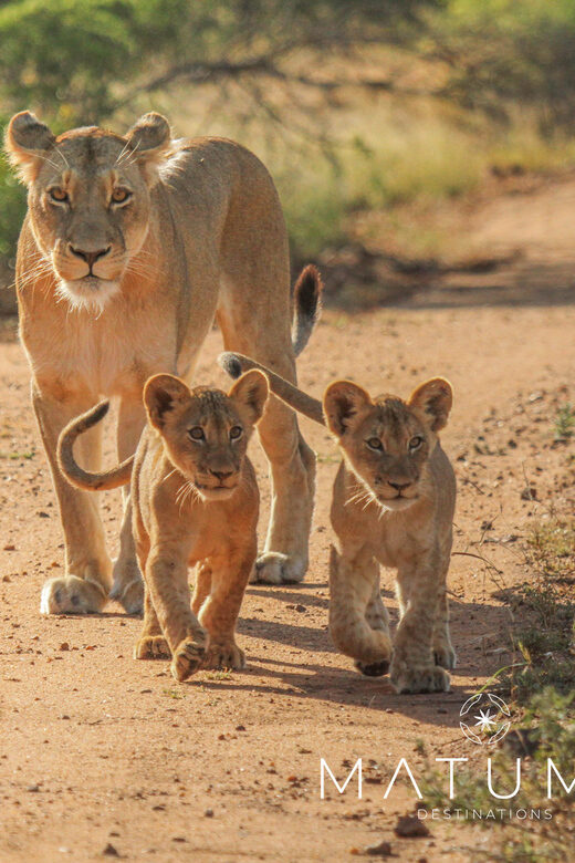 Kruger Park Full Day Safari - Who Should Consider This Tour?