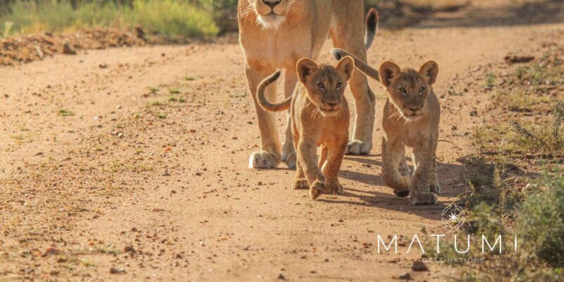 Kruger Park Full Day Safari - FAQ
