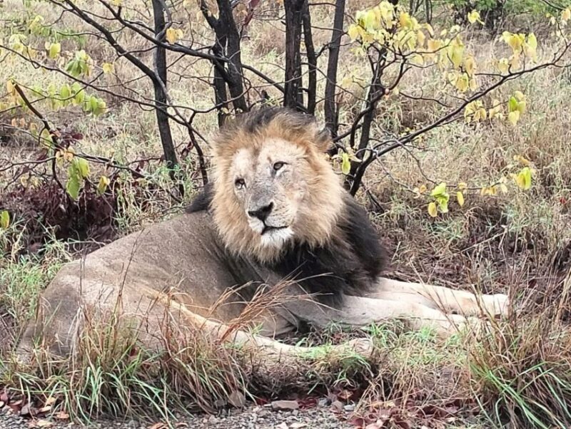 Kruger Park Safari from Maputo - Key Points  