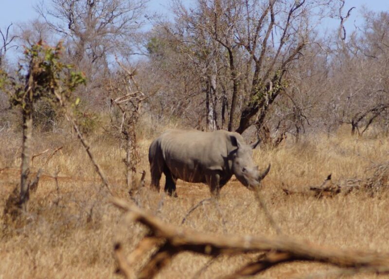 Kruger Park Safari from Maputo - The Journey Begins: From Maputo to Kruger  