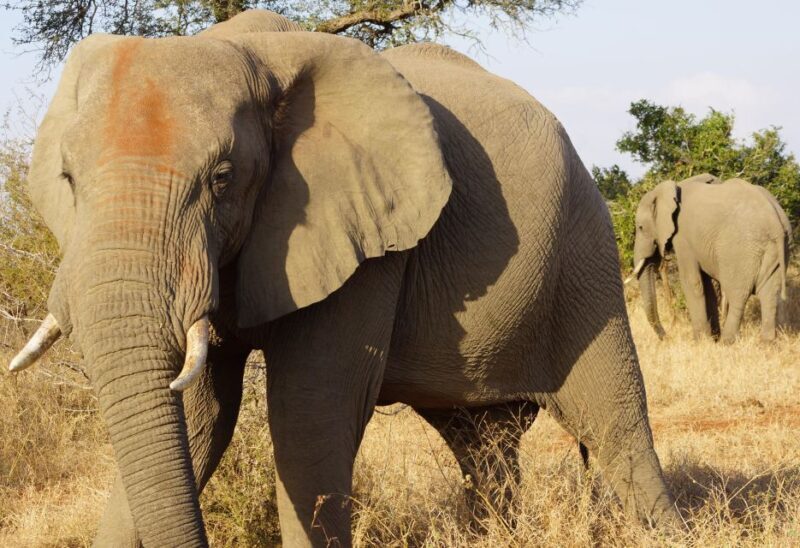 Kruger Park Safari from Maputo - Return Journey and Practical Details  