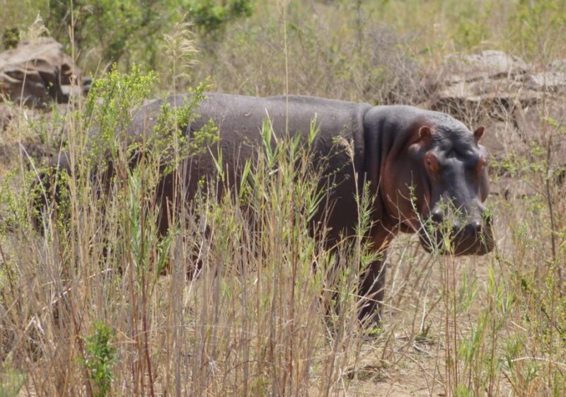 Kruger Park Safari from Maputo - The Real Experiences: What Travelers Say  