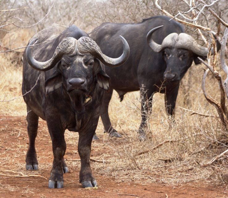 Kruger Park Safari from Maputo - Who Is This Tour Best For?  