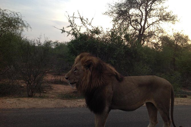 Kruger Park Safari: Guided Day Tour from Nelspruit - A Closer Look at the Tour Experience