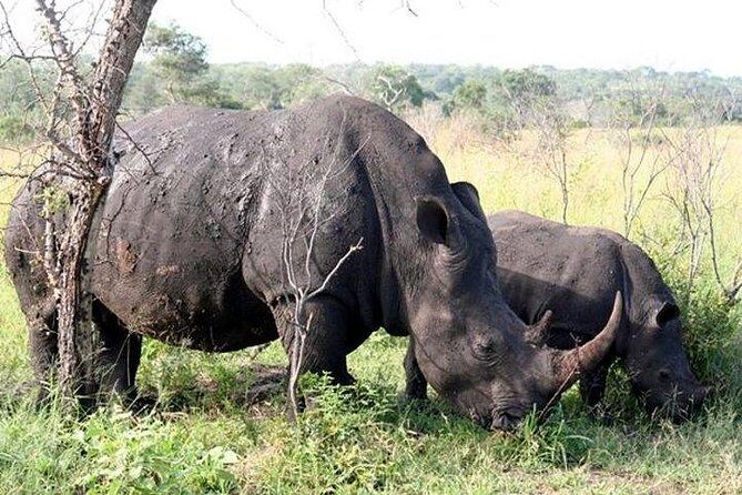Kruger Park Safari - Half Day Game Drive from Hazyview - Frequently Asked Questions
