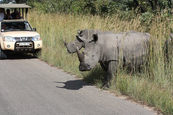 Kruger Park Safari Private Full-Day Tour from Malelane - An In-Depth Look at the Experience