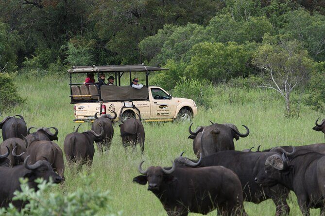 Kruger Park Safari Private Full-Day Tour from Marloth Park - The Itinerary and What to Expect