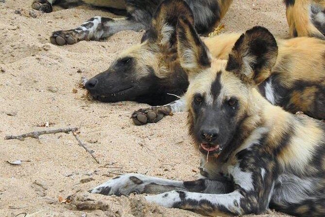 Kruger Safari Tour - Morning Half Day - What’s Included and What’s Not  