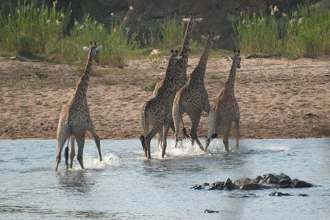 Kruger Safari Tour - Morning Half Day - The Guides: Knowledge, Passion, and Personal Touches  