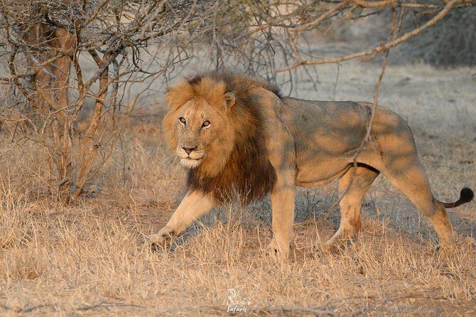 Kruger Safari Tour - Morning Half Day - Who Would Love This Tour?  
