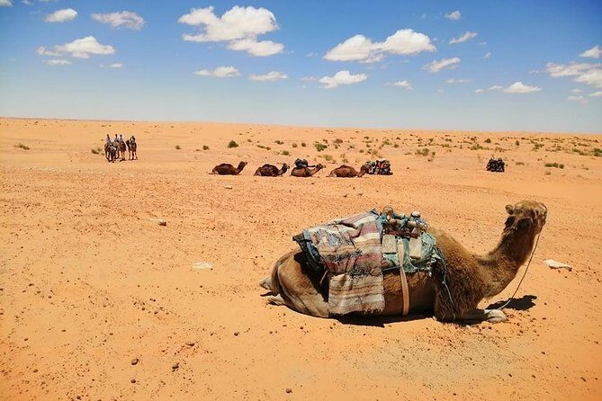 Ksar Ghilane 1 day: The hot spring and the homestay - Transport, Guide, and Overall Logistics